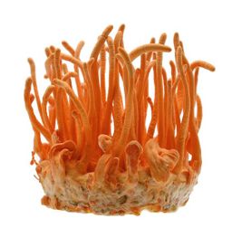 Cordyceps 60 Caps