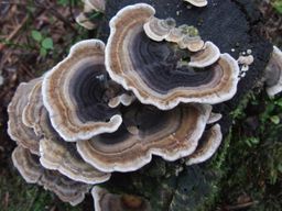Turkey Tail 60 Caps