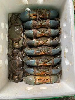 Live Sri Lanka Mud Crab 200 to 300grams UP (Price per Kg)