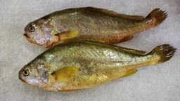 黄花鱼 Yellow Croaker