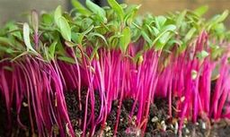 Beet MicroGreens