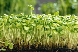 Kale Trio Microgreen Mix