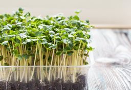 Broccoli Microgreens