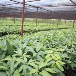 Hass Avocado Seedlings