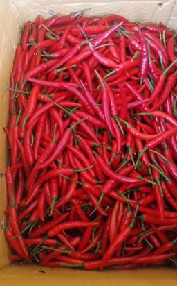 Small Red Chilli / Cili Thai Merah / 红小辣椒