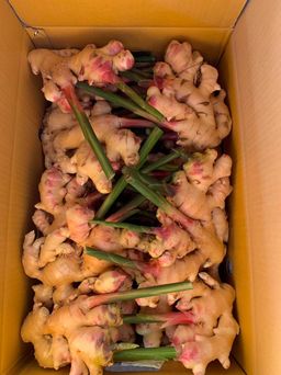 Young Ginger / Halia Muda / 子姜