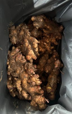 Mud Ginger / Halia Lumpur / 泥姜