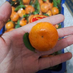 SUGAR TACHIBANA 广西砂糖橘