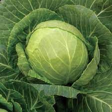 cabbage