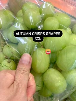 JUMBO AUTUMN CRISP GREEN SL GRAPES