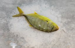 Golden Trevally Fish (Boon Nang)