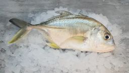 Trevally Fish
