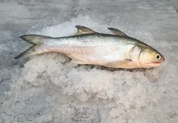 Baby Threadfin 小午鱼