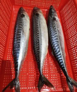 Saba Atlantic Mackerel Fish