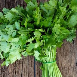 Coriander (Giligililani)
