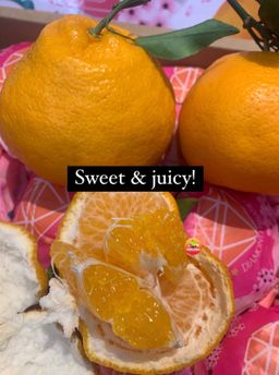 CHN CHUN JIAN (春见) ORANGES