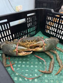 活螃蟹价格