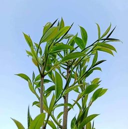 ကောင်းလတ်စံ_လက်ဖက် အကြော်