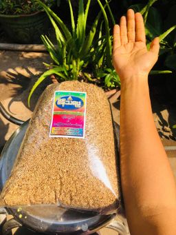 စိန်သရဖူ_နှမ်းလှော်