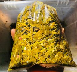 စိန်သရဖူ_လက်ဖက်ညွန့်နှပ်