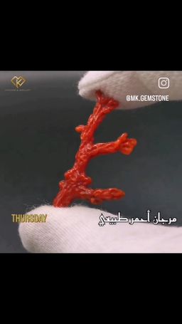 عرق المرجان الأحمر الياباني 