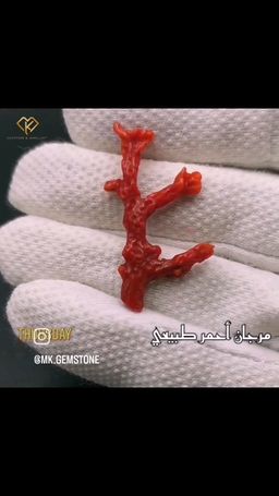 عرق المرجان الأحمر الياباني 