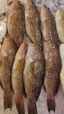 Aerolate / Flower Grouper 石斑