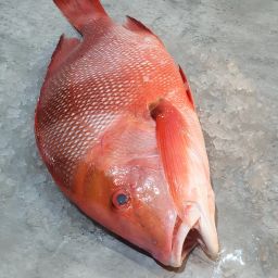 Wild Emperor Red Snapper