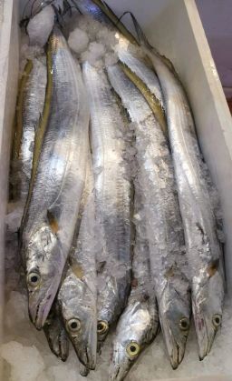 Belt Fish / Ribbon Fish