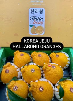 KOREA JEJU HALLABONG MANDARIN ORANGES