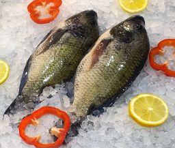 Sustainable Saltwater Black Tilapia