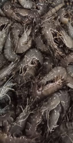 优惠-活老虎虾 Live Tiger Prawn