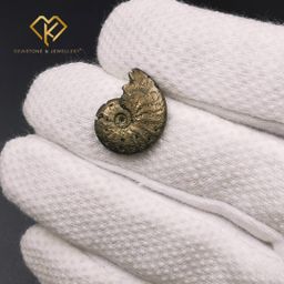 حجر الأمونيت الذهبي 