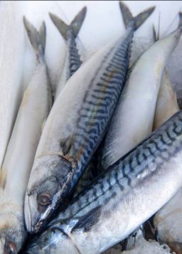 Saba/Atlantic Mackerel /鲭鱼/