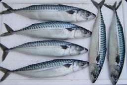 Saba/Atlantic Mackerel /鲭鱼/