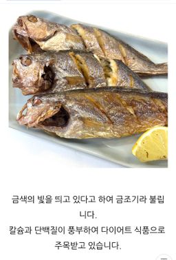 속초 금조기/1마리