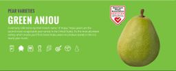 Green Anjou Pears - 5CT 