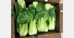 Bok Choy Baby 30lbs