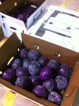 Cabbage Red Box 50lb