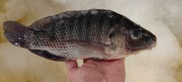 罗非鱼/尼罗黑/Tilapia