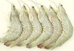 Prawns