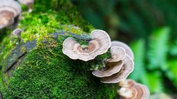 Turkey Tail capsules 60