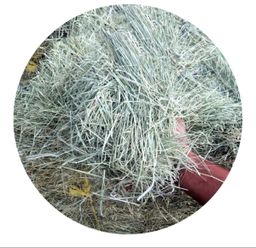 Rhodes Barmoda برمودہ