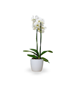 White orchid