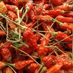 ထူဗျန်းဘီး_ကယန်းမီးတောက်ငရုတ်