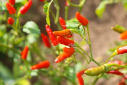 ထူဗျန်းဘီး_ကယန်းမီးတောက်ငရုတ်