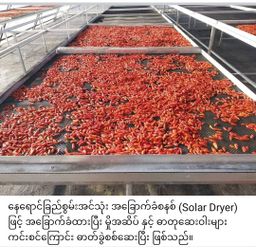 ထူဗျန်းဘီး_ကယန်းမီးတောက်ငရုတ်