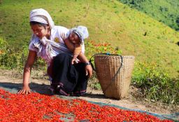 ထူဗျန်းဘီး_ကယန်းမီးတောက်ငရုတ်