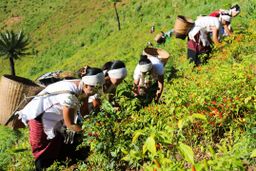 ထူဗျန်းဘီး_ကယန်းမီးတောက်ငရုတ်