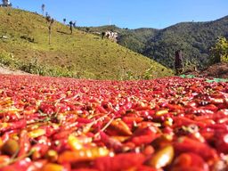 ထူဗျန်းဘီး_မာလရှမ်းကော